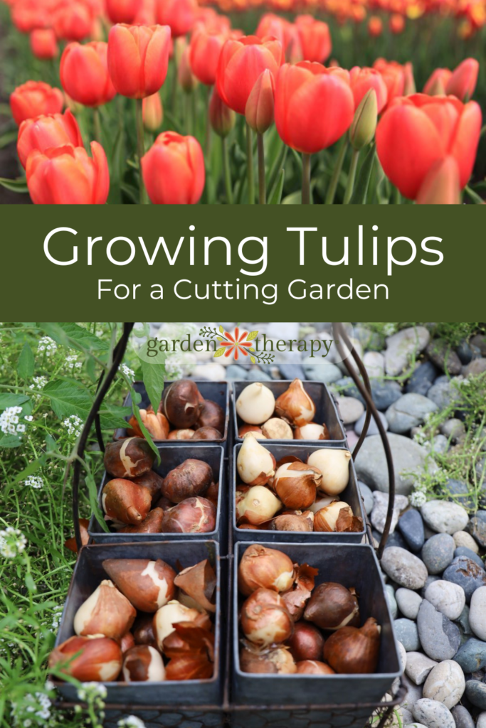 Pin image for how to plant tulip bulbs for a spring cutting garden