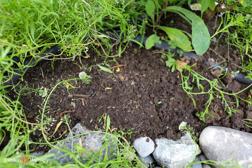 Soil for tulips