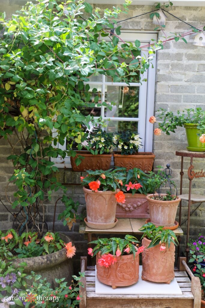 Terracotta pots and coral flowers