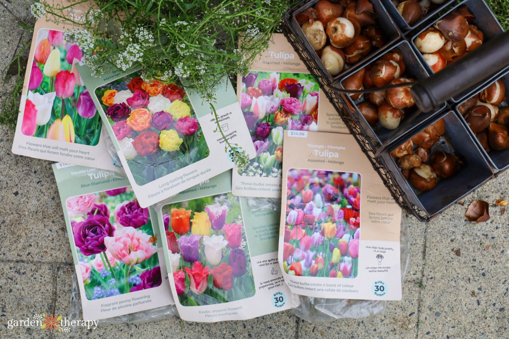 Cutting tulip bulbs and packages