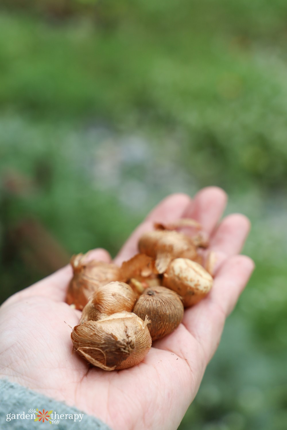 handful of crocus bulbs