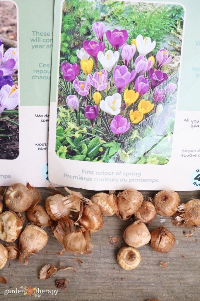 crocus bulbs next to package