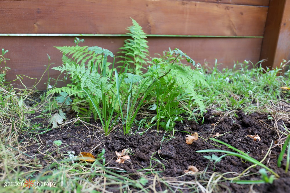 fern and soil after bulbs  were planted