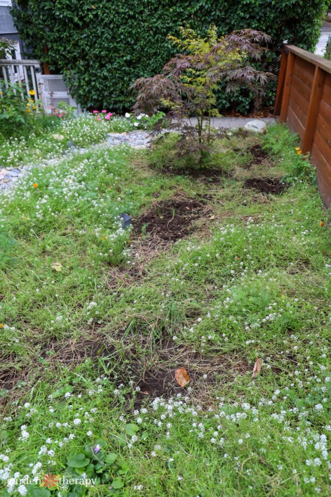 lawn with bald patches