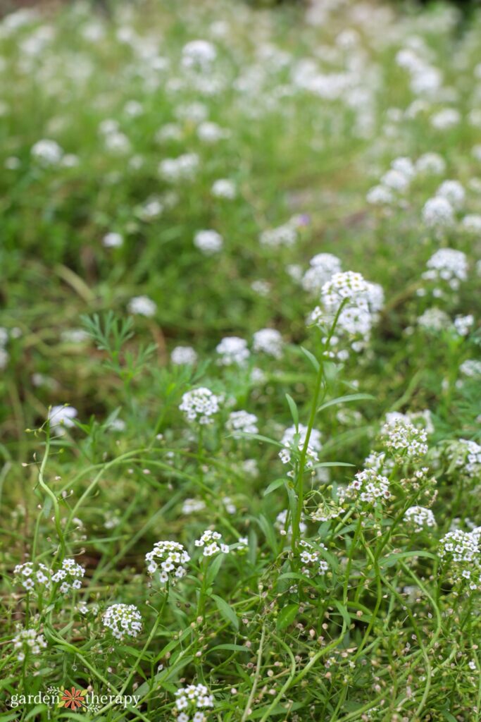 sweet alyssum in wildflower lawn