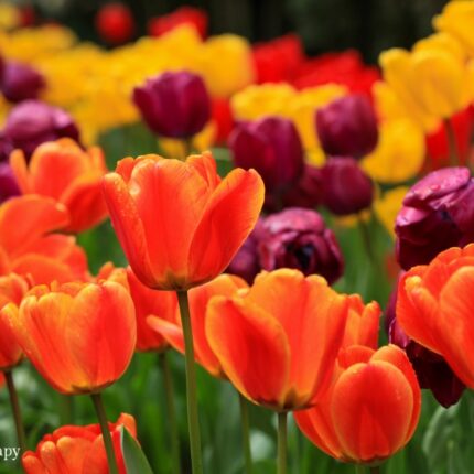many orange red and yellow tulips in a garden