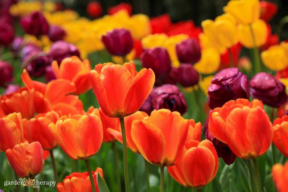 My Fall Bulb Master Guide (for Spring Blooming Flowers)