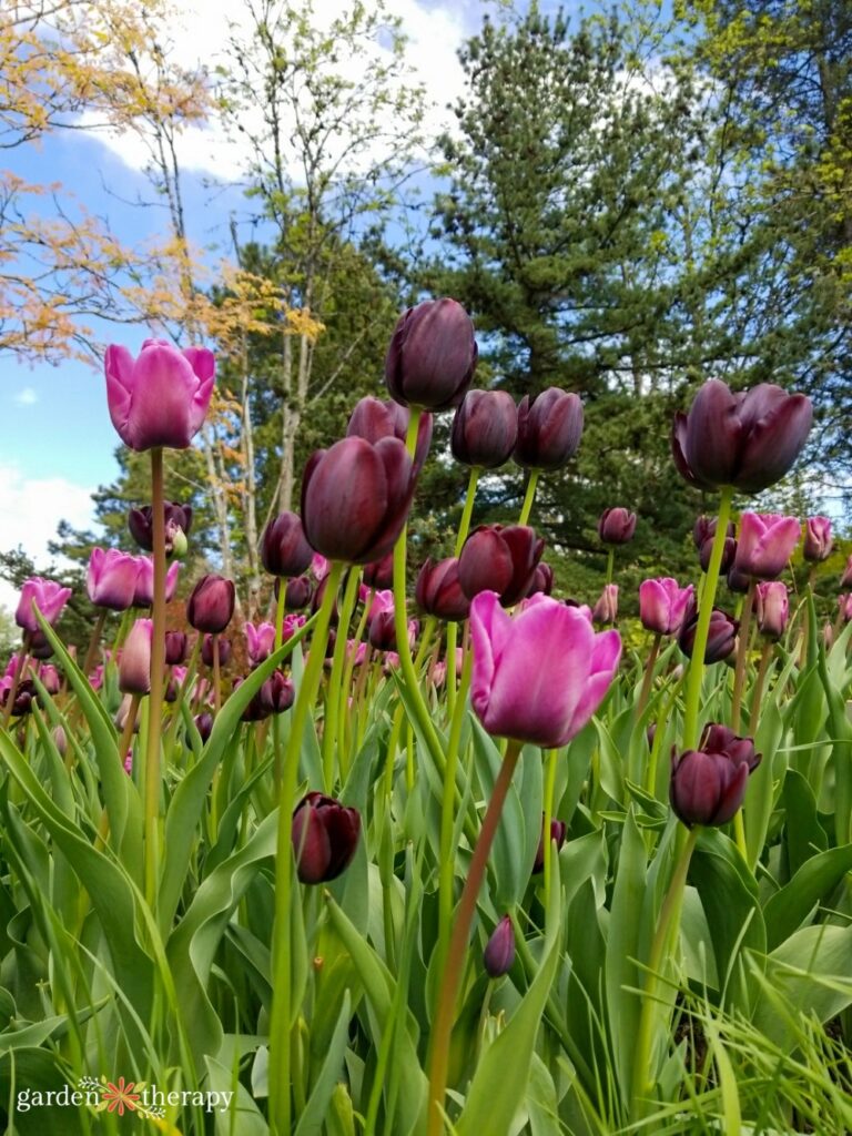 purple tulips in a garden bed