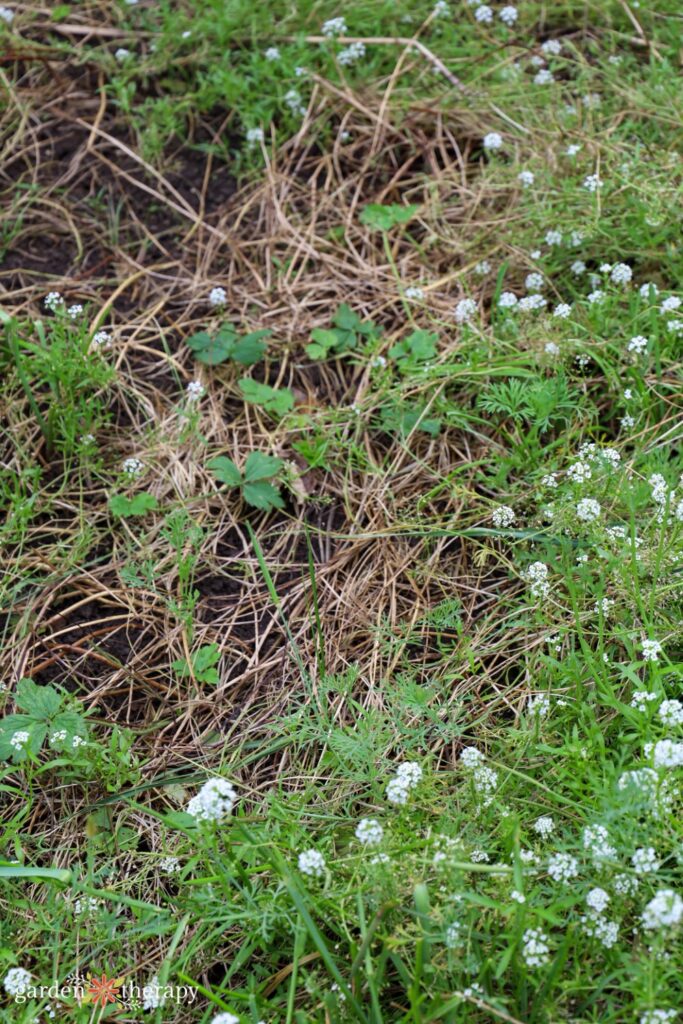 buttercup weeds in wildflower lawn