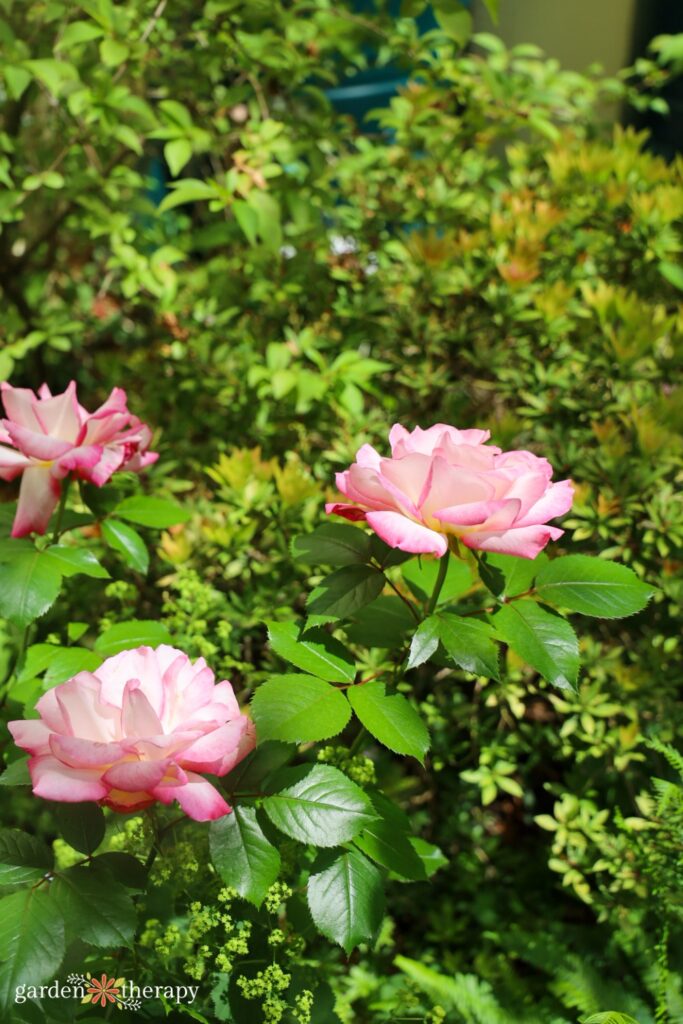 Hudson house rose bush