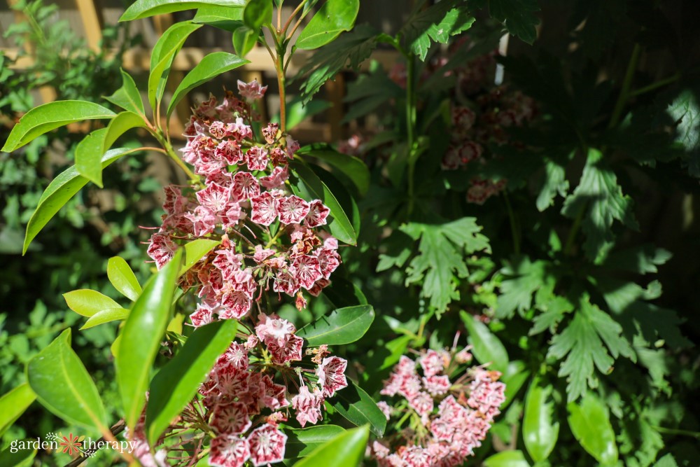 Mountain laurel (kalmia latifolia)