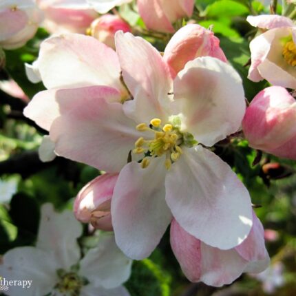 single flowering crab apple blossom
