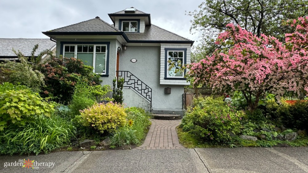 blue grey house in East Vancouver with a flowering pink dogwood tree in the front yard