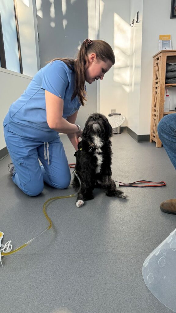 Ozzie at vet