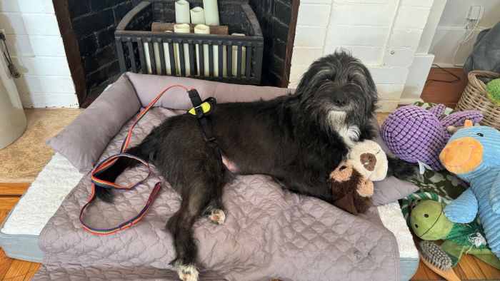 Ozzie the paralyzed dog in bed