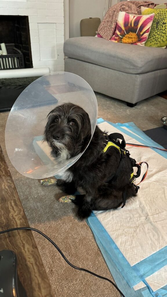 Ozzie wearing a cone and sitting on a pee pad