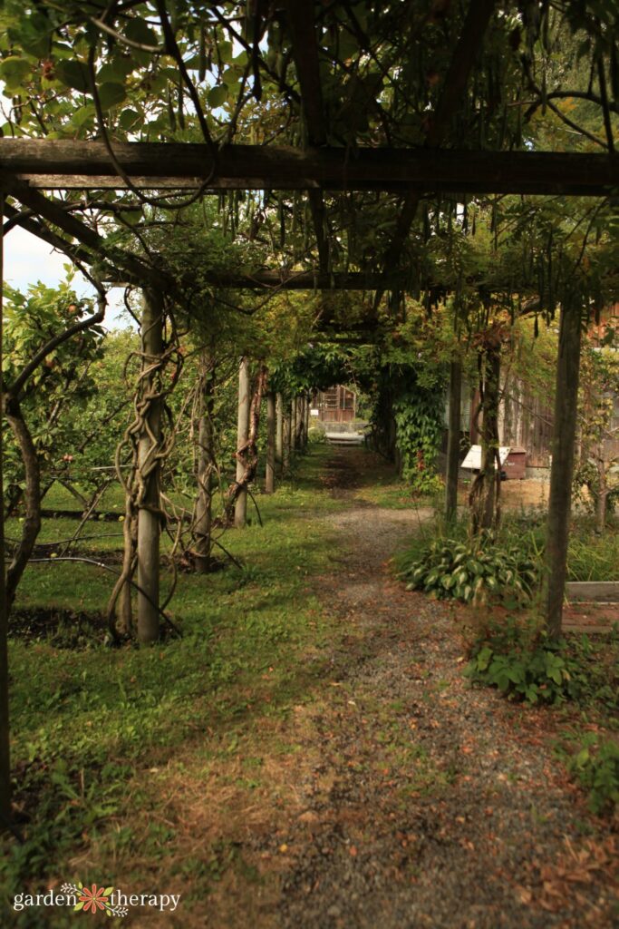 long wooden arbor creating a pathway through the orchard trees