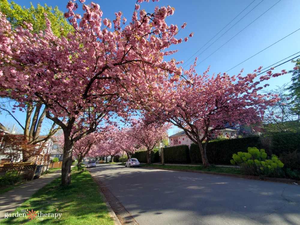 street of trees with blooming cherry blossoms