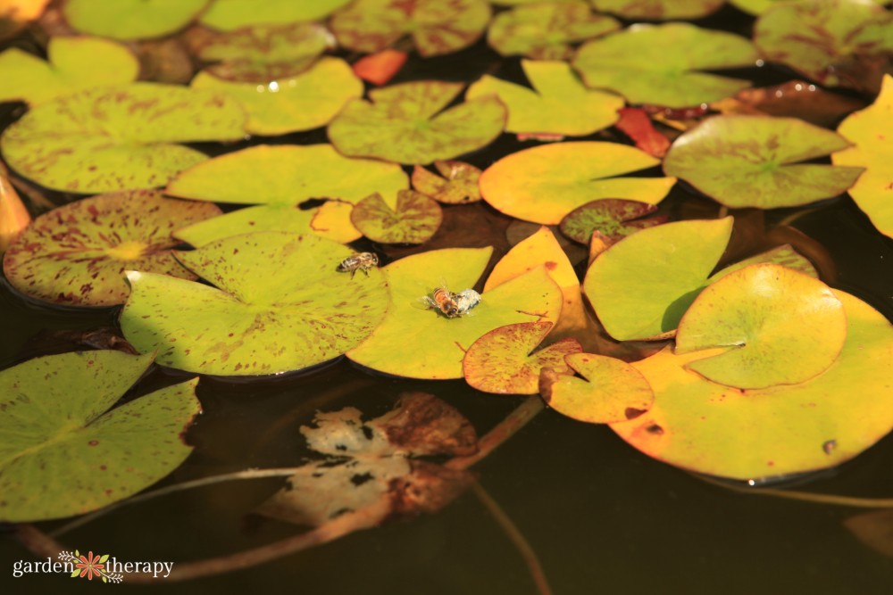 bees drinking water on lily pad