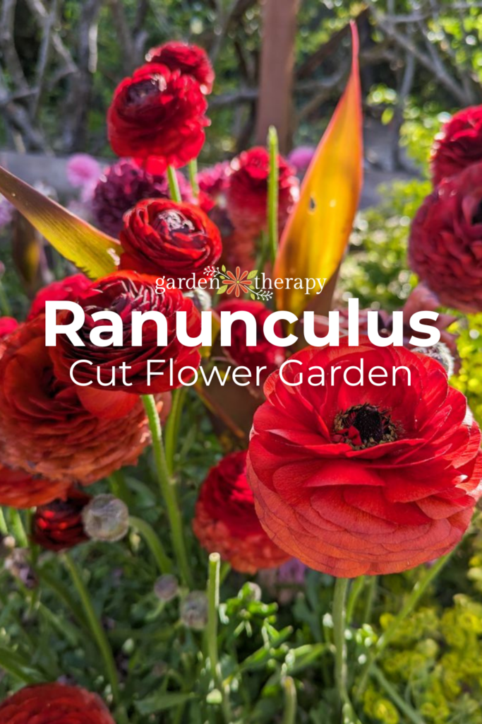 Ranunculus as cut flowers pin