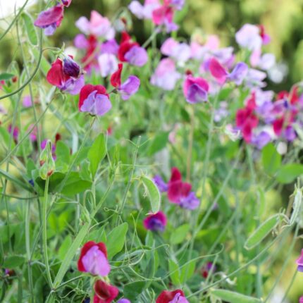 purple-red sweet peas in the garden