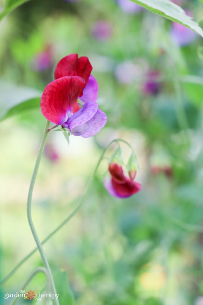 growing sweet peas