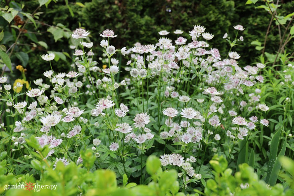 Astrantia major