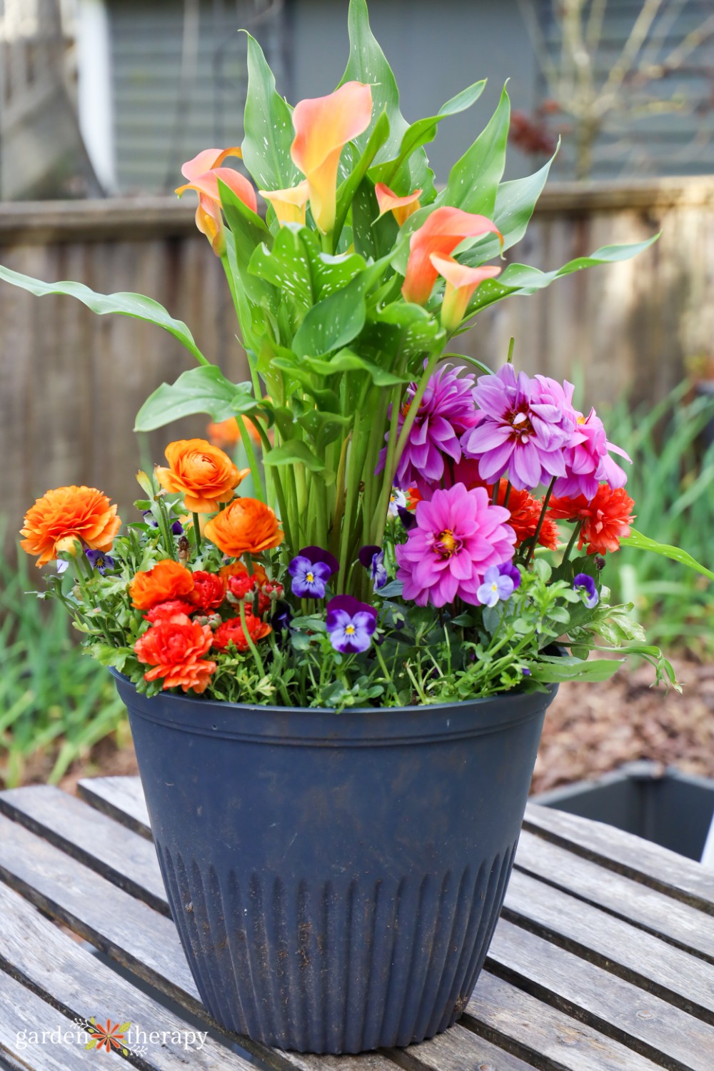 Summer flowering bulbs in container
