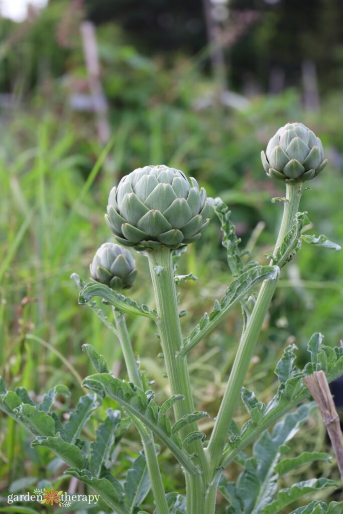 artichoke plant