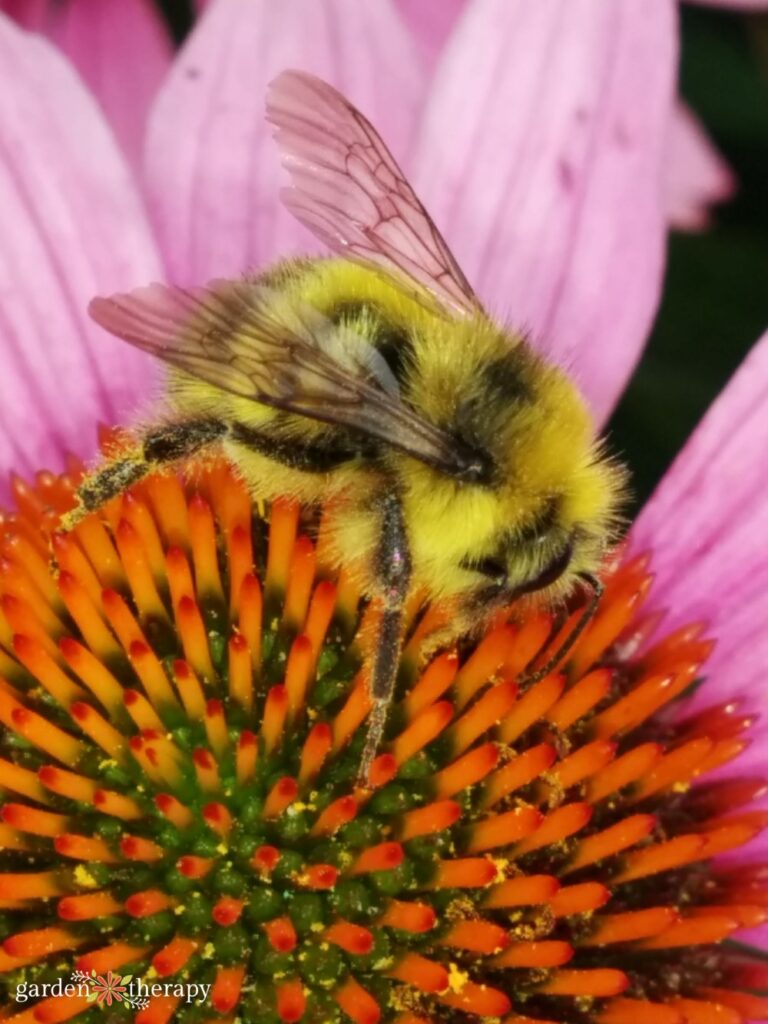 bee on flower