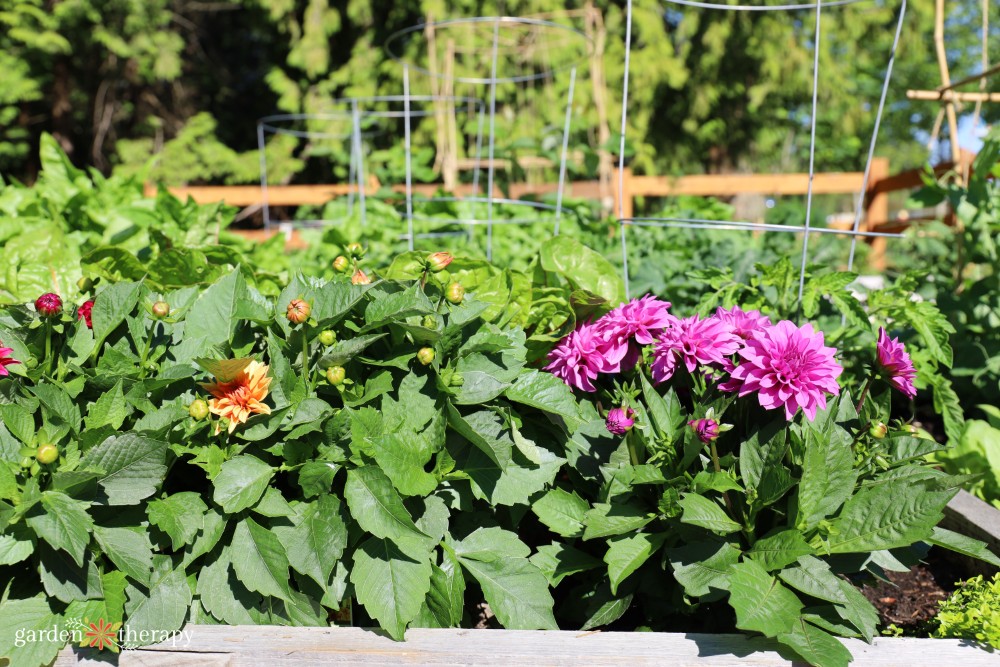 dahlias in vegetable garden