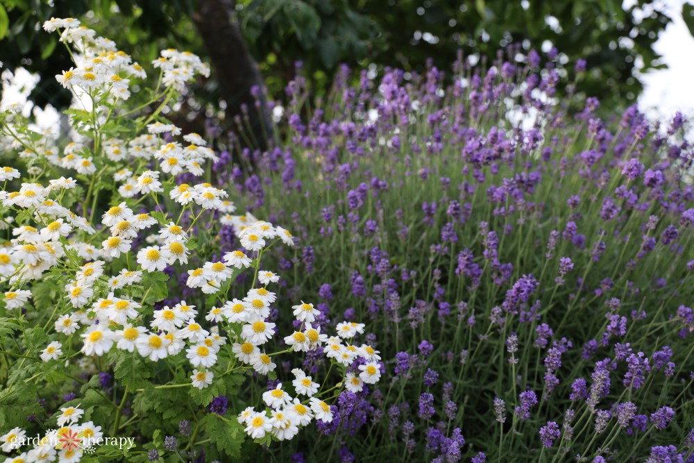 lavender and feverfew