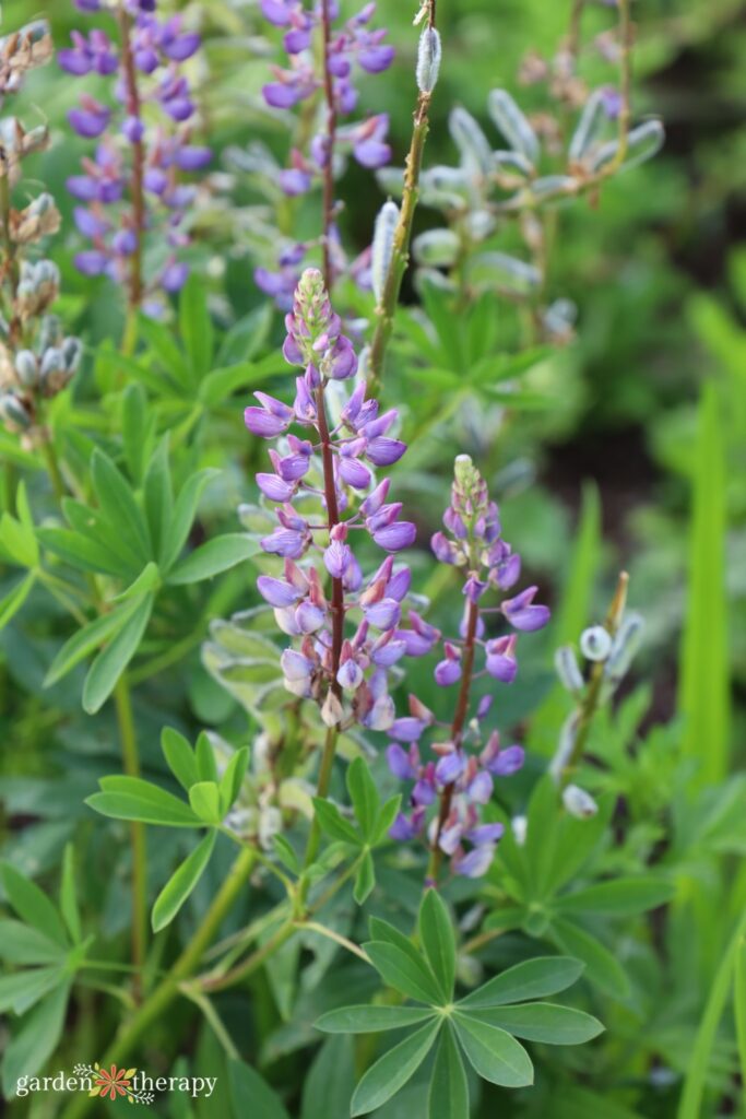 purple lupine
