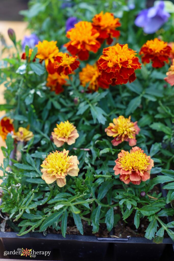 Deter Pests Naturally by Companion Planting With These Super Flowers
