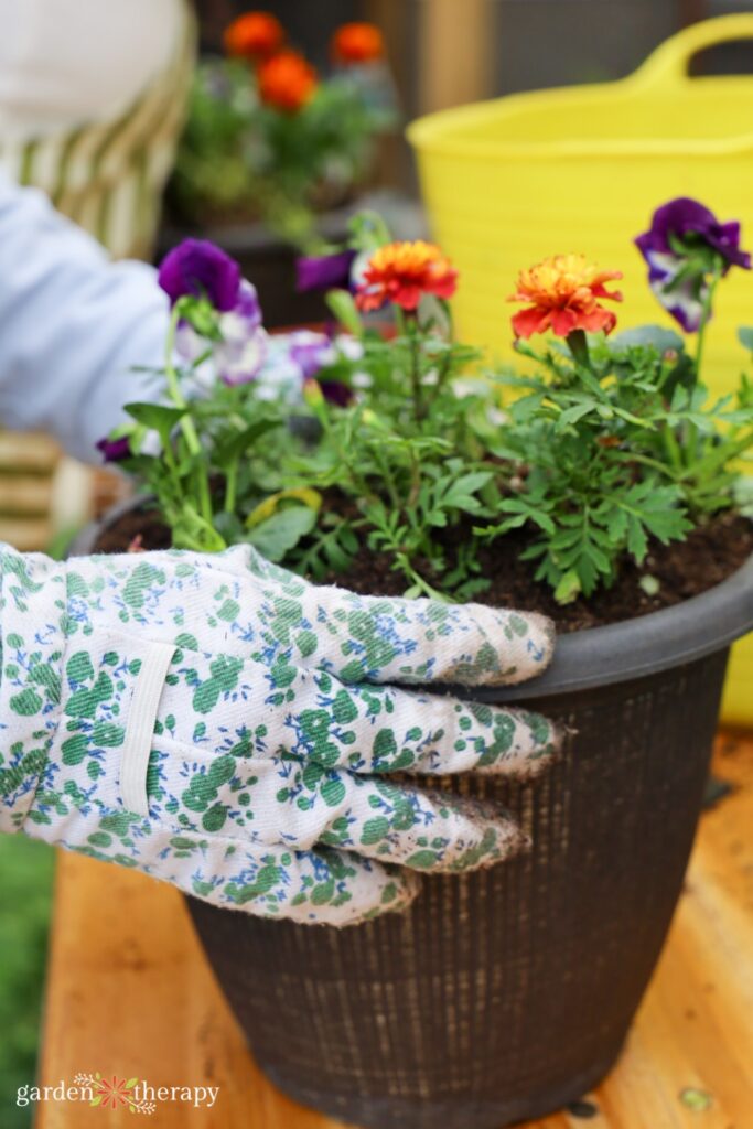 planter with marigolds and someone wearing garden gloves