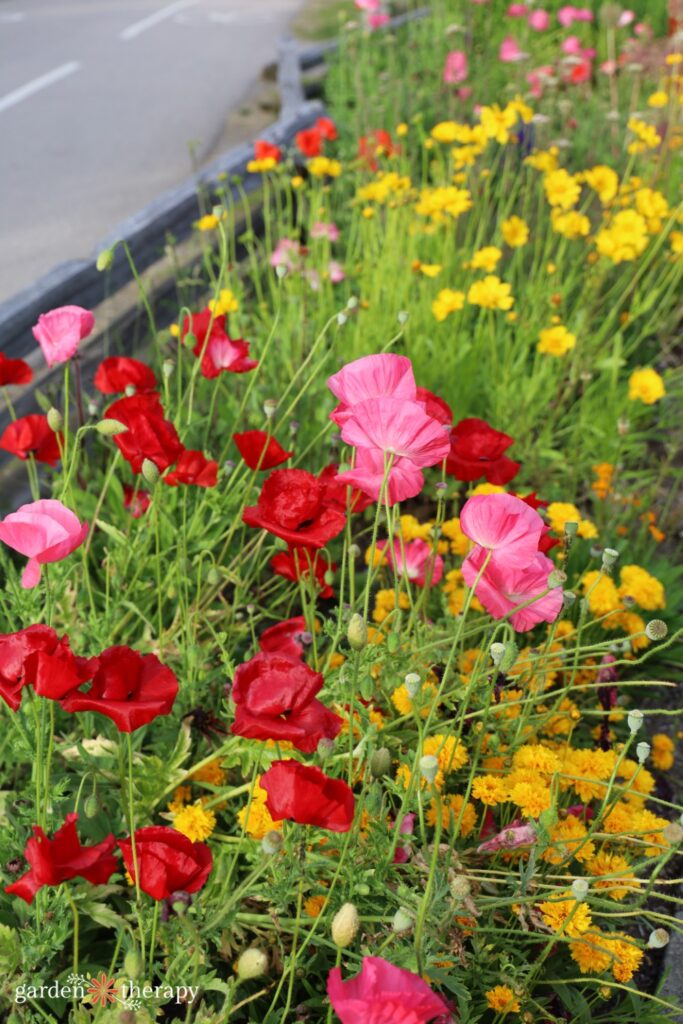 poppies in wildlife border garden