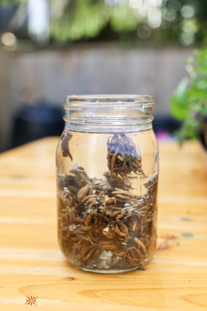 ranunculus corms soaking in mason jar