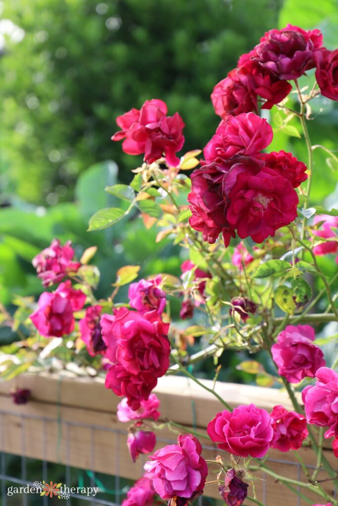 rose bush