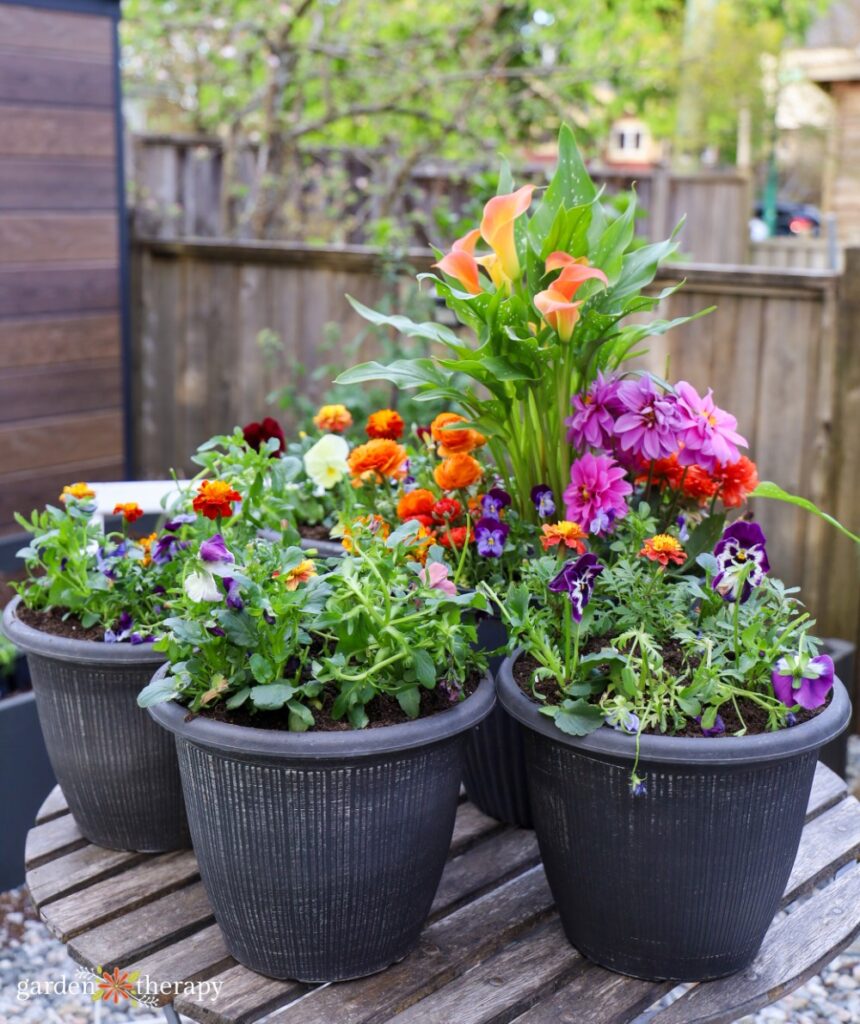 spring planting party pots completed