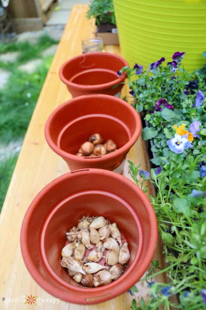 summer flowering bulbs in pots