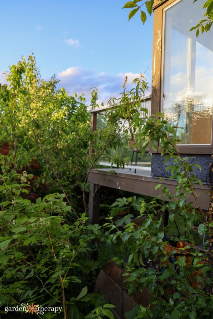 house overlooking vista with wild shrubs beneath