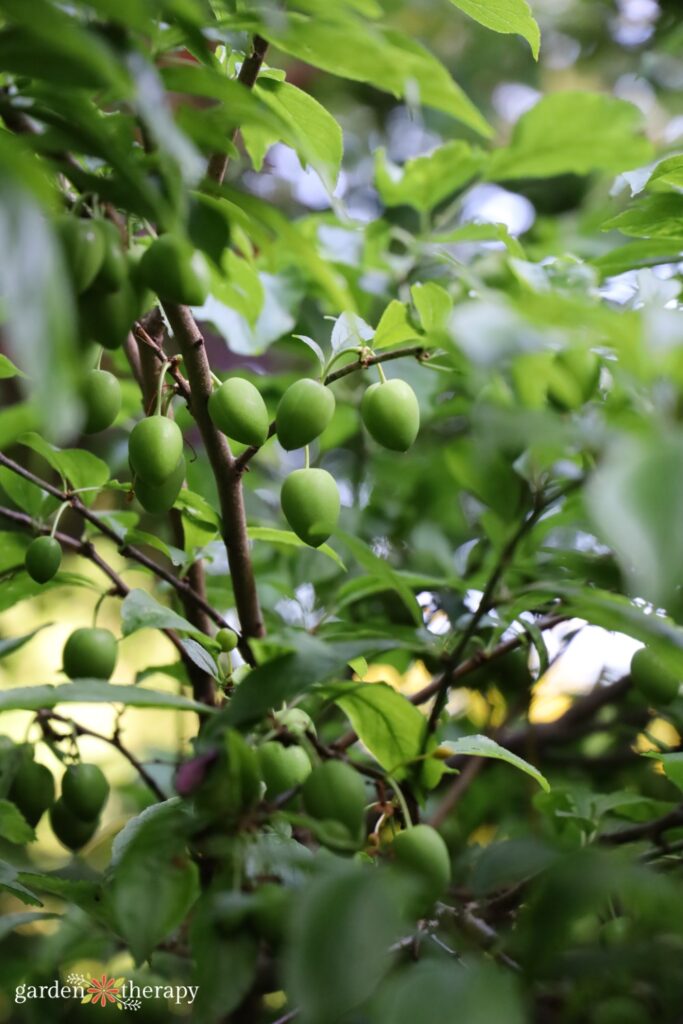 fruit growing in wildscape
