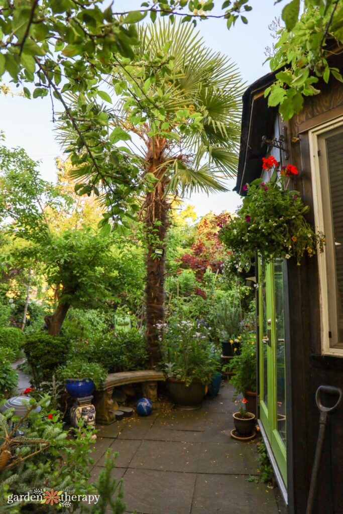 wildscaping palm tree