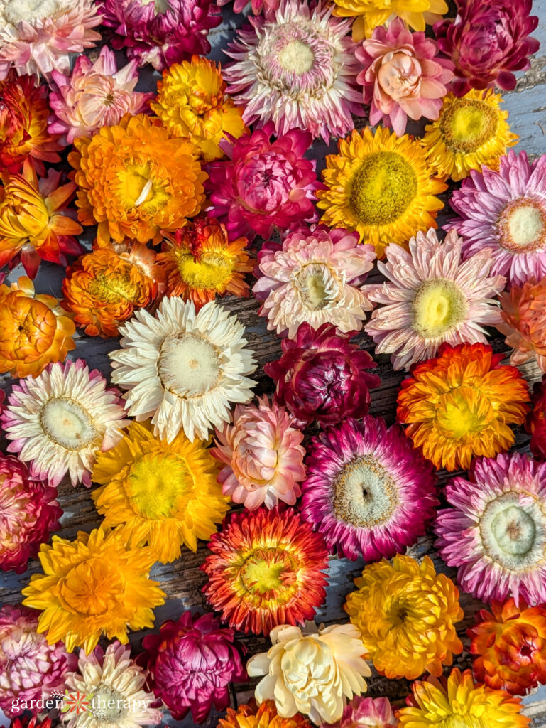 Dried strawflower heads