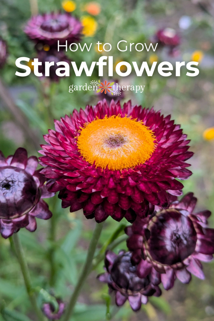 How to grow strawflowers pin