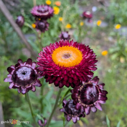 strawflower plant with wide yellow centre