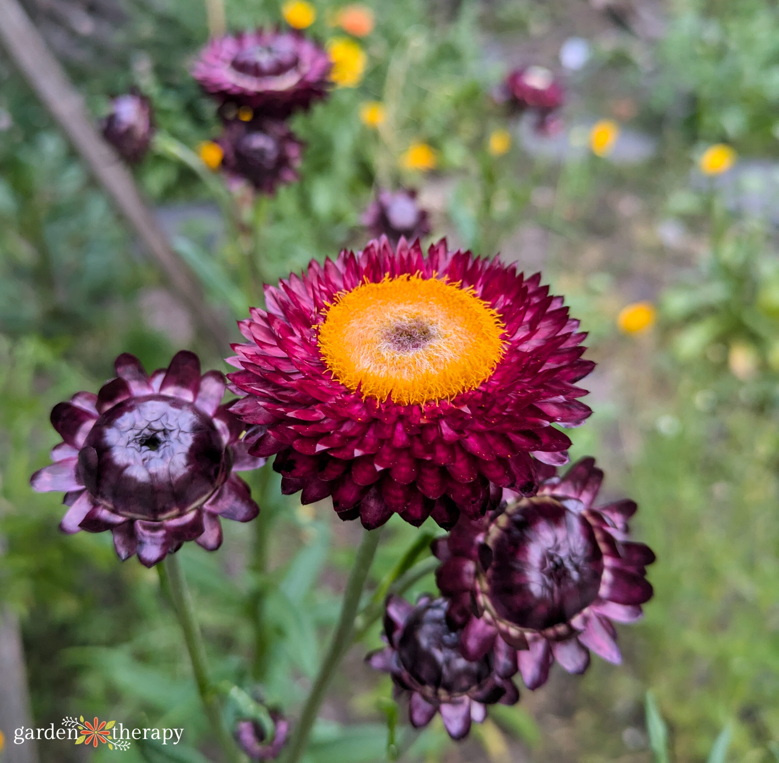 strawflower plant with wide yellow centre
