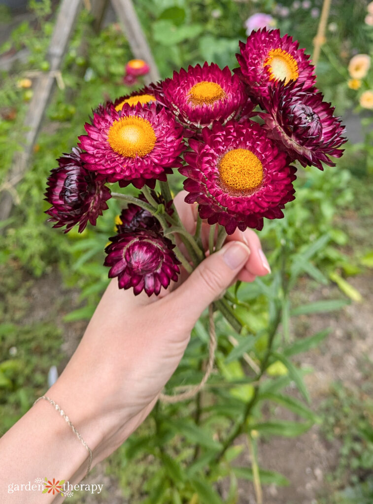strawflower handful