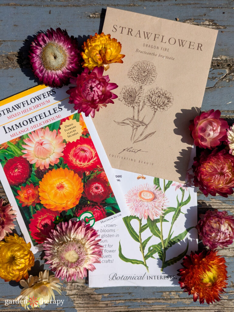 Strawflower seed packets