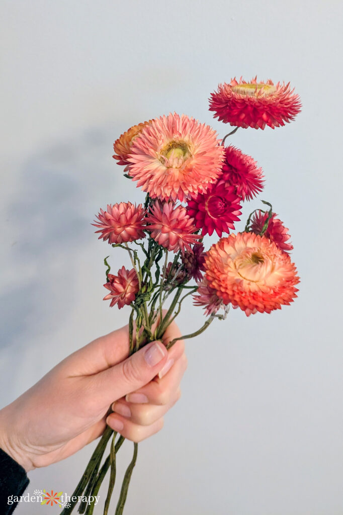 dried strawflower bunch